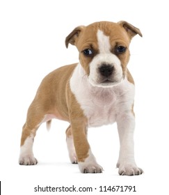 American Staffordshire Terrier Puppy High Res Stock Images Shutterstock