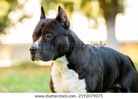 Portrait of Amstaff dog, American Staffordshire Terrier, close up outdoors