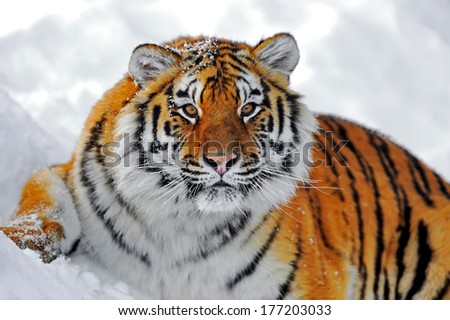 Similar – Foto Bild Fasziniert Tiger Tier