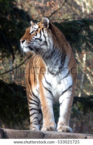 Portrait of an Amurtiger