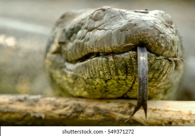 Portrait anaconda