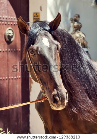 portrait of Andalusian bay stallion at door background. Spain