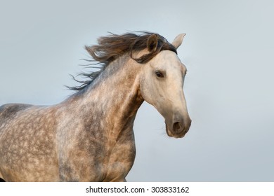 Portrait of andalusian stallion at sunrise - Shutterstock ID 303833162