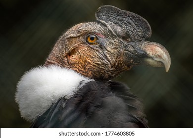 
portrait of the andean condor