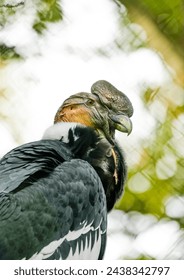 Portrait of an Andean condor. Bird in close-up. Vultur gryphus.	