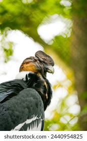 Portrait of an Andean condor. Bird in close-up. Vultur gryphus.	