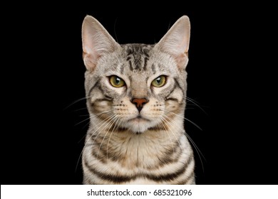 Portrait Of Angry Bengal Cat, Snow Fur With Rosette, Frowning Eyes On Isolated On Black Background, Front View