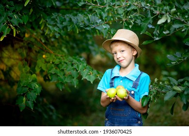 Portrait Of An Angry Boy Six Years Old In Blue Clothes And Hat In A Garden With Apple Trees And Holding Apples