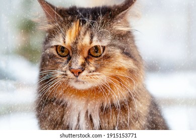 Portrait Of An Angry Cat, In The Snow, On A Buried Winter Background.