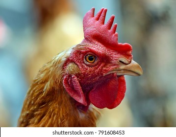 Portrait of angry chicken