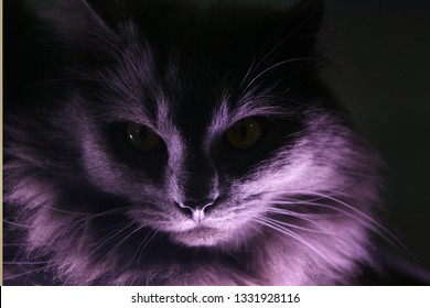 
Portrait Of Angry Gray Cat Grumpy Looking In Camera Isolated On Black Background, Front view. Shadows from the light below
