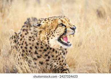 Portrait of the angry grinning cheetah with an open mouth, close profile view.