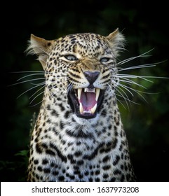 Portrait Of An Angry Leopard 