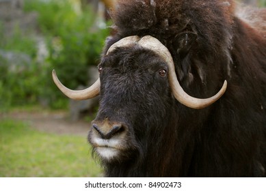 1,553 Angry oxen Stock Photos, Images & Photography | Shutterstock