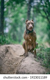 Portrait Of An Angry Pit Bull Terrier In The Forest Close-up.