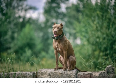 Portrait Of An Angry Pit Bull Terrier In The Forest Close-up.