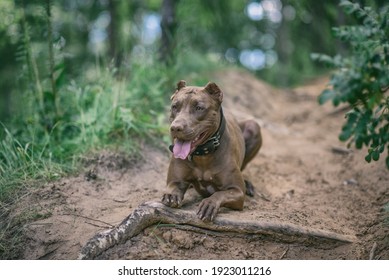 Portrait Of An Angry Pit Bull Terrier In The Forest Close-up.