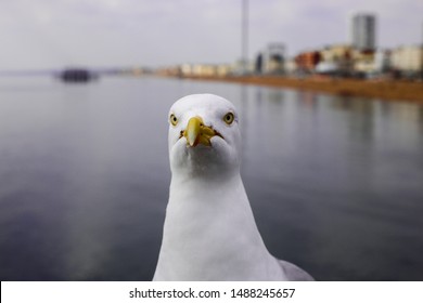 Portrait of an angry seagull by the seaside