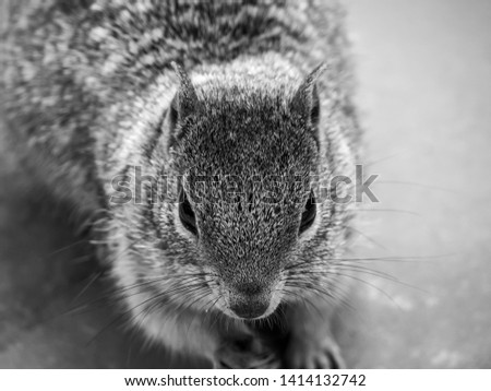 Similar – Image, Stock Photo Omnomnoma Animal