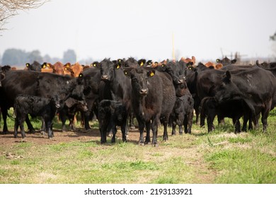 Portrait Angus Cow Her Calf Field Stock Photo 2193133921 | Shutterstock