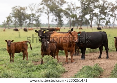 portrait of angus cows with their calf