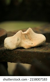 Portrait Of Animal Bone Fragments  In Bangladesh