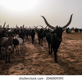 Portrait Of Ankole-watusi Bighorned Bull , InGall Village, Agadez, Niger