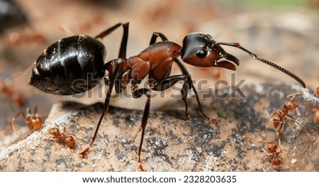 portrait of an ant colony, macro photo of a red ant queen