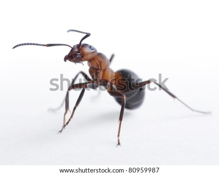 portrait of ant formica rufa