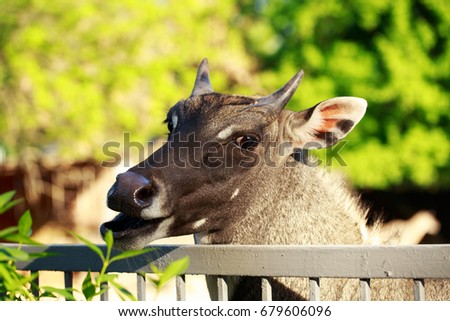 The portrait antelope nilgai or blue bull