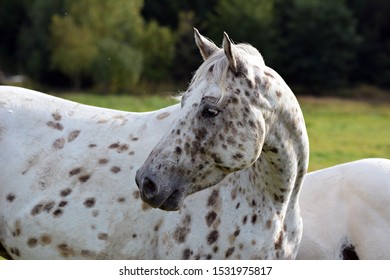 Portrait of Appaloosa horses white