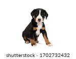 Portrait of a Appenzeller Mountain Sennen Dog pup sitting isolated against a white background