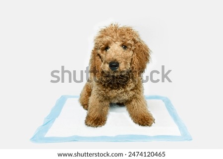 Portrait apricot poodle puppy dog  sitting on a pee disposables pad training. Isolated on white background
