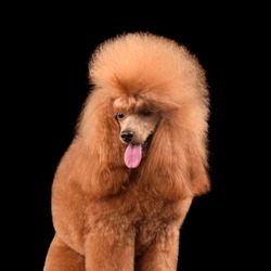 Portrait Of Apricot Toy Poodle With Open Mouth Isilated On A Black Background