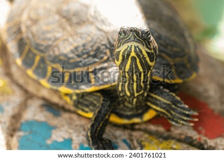Portrait of an aquatic turtle sunbathing