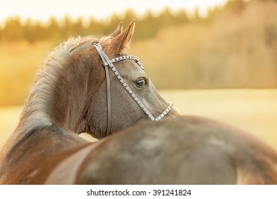 Portrait Of An Arabian Mare.