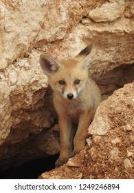 Portrait Of An Arabian Red Fox Kit (pup)