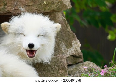 Portrait Of An Arctic Fox. Resting Animal With White Fur. Vulpes Lagopus.