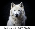 Portrait of arctic wolf isolated on black background. Angry Polar wolf