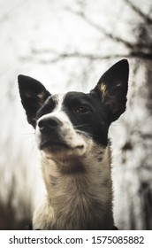 Portrait Of An Arrogant Dog From The Bottom Up On A Background Of Dry Branches, A Breed Of Basenji