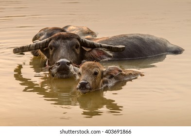 Portrait Of Asia Water Buffalo, Or Carabao