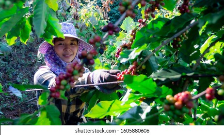 2,858 Coffee Farm Worker Images, Stock Photos & Vectors | Shutterstock