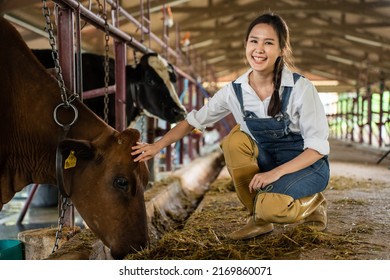 Portrait Of Asian Dairy Farmer Woman Working Alone Outdoors In Farm. Young Beautiful Female Agricultural Farmer Checking And Examining Cows Animal In Cowshed With Happiness At Livestock Farm Industry.