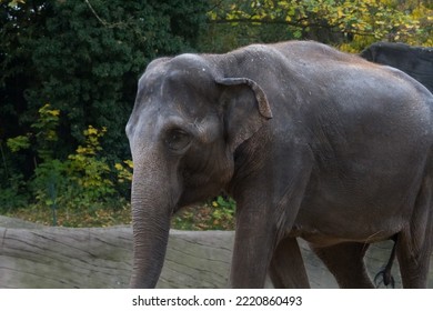 Portrait Of Asian Elephant. Close Up Head Shot