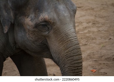 Portrait Of Asian Elephant. Close Up Head Shot