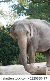 Portrait Of Asian Elephant. Close Up Head Shot