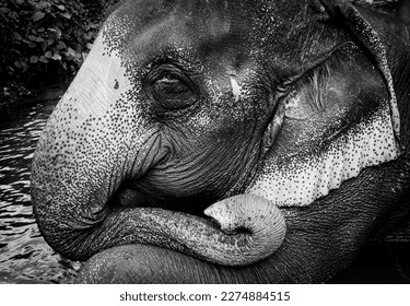 Portrait of asian elephant closeup, head, eye, ear and trunk detail. black and white art