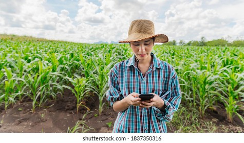 Portrait Asian Farmer Woman Using Mobilephone In Corn Fields