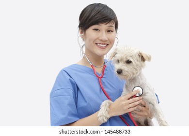 Portrait Of Asian Female Veterinarian Examining Dog Over Gray Background