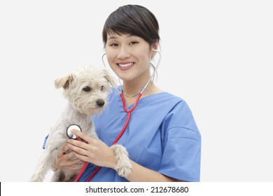 Portrait Of Asian Female Veterinarian Examining Dog Over Gray Background